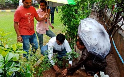 Tree Plantation Day 2019